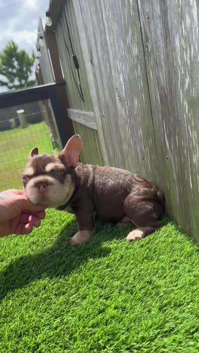 Luka, a male French Bulldog for sale in Houston, TX – 7 of 7