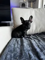 Spencer , a male French Bulldog for sale in Houston, TX – 6 of 7