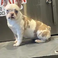 Kim, a female French Bulldog for sale in Houston, TX – Photo 1 of 3