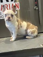 Kim, a female French Bulldog for sale in Houston, TX – Photo 1 of 3