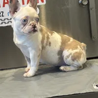 Kim, a female French Bulldog for sale in Houston, TX – Photo 3 of 3