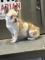 Kim, a female French Bulldog for sale in Houston, TX – Photo 3 of 3