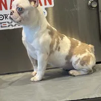 Kim, a female French Bulldog for sale in Houston, TX – Photo 2 of 3