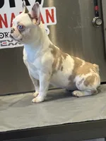 Kim, a female French Bulldog for sale in Houston, TX – Photo 2 of 3