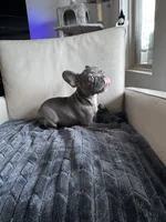 Holly , a female French Bulldog for sale in Houston, TX – 5 of 7