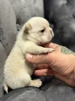 Vanessa , a female French Bulldog for sale in Houston, TX – Photo 8 of 8