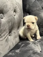 Vanessa , a female French Bulldog for sale in Houston, TX – Photo 7 of 8