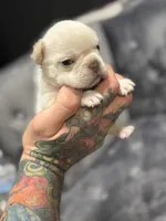 Vanessa , a female French Bulldog for sale in Houston, TX – Photo 1 of 8