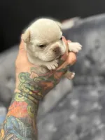 Vanessa , a female French Bulldog for sale in Houston, TX – Photo 2 of 8