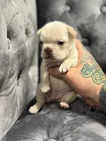 Vanessa , a female French Bulldog for sale in Houston, TX – Photo 6 of 8