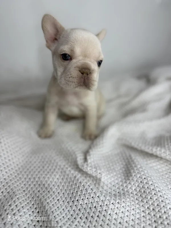 Vanessa  – French Bulldog puppy for sale in Houston, TX