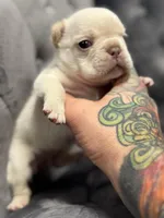 Vanessa , a female French Bulldog for sale in Houston, TX – Photo 3 of 8