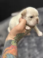 Vanessa , a female French Bulldog for sale in Houston, TX – Photo 4 of 8