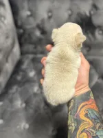 Vanessa , a female French Bulldog for sale in Houston, TX – Photo 5 of 8