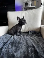 Spencer , a male French Bulldog for sale in Houston, TX – 7 of 7
