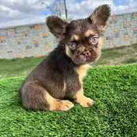 Killian, a male French Bulldog for sale in Houston, TX – Photo 3 of 5