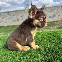 Killian, a male French Bulldog for sale in Houston, TX – Photo 5 of 5