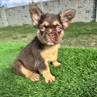 Killian, a male French Bulldog for sale in Houston, TX – Photo 1 of 5
