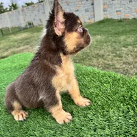 Killian, a male French Bulldog for sale in Houston, TX – Photo 4 of 5