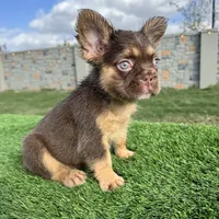 Killian, a male French Bulldog for sale in Houston, TX – Photo 2 of 5