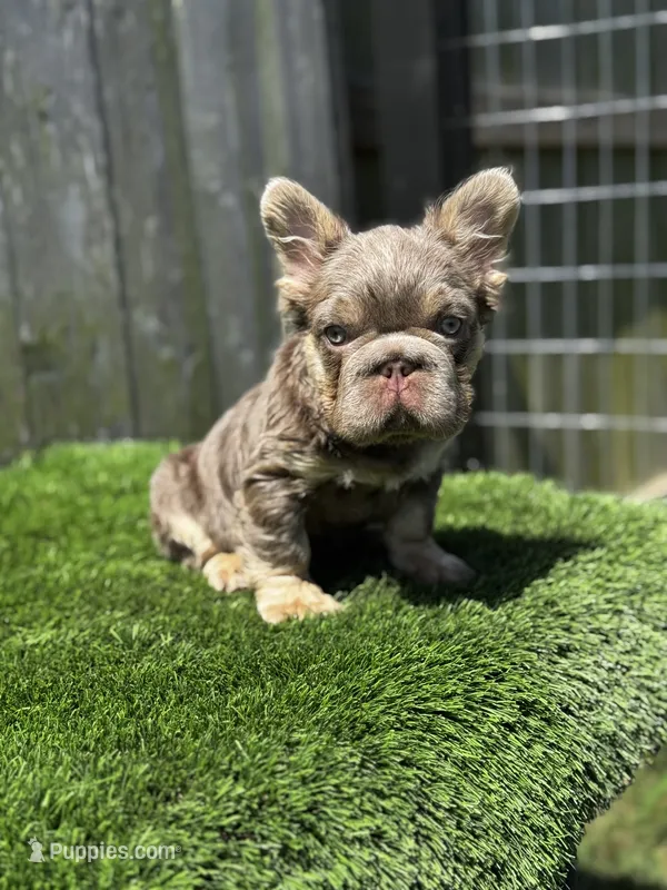 Chester  – French Bulldog puppy for sale in Houston, TX