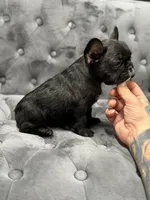 Patrick, a male French Bulldog for sale in Houston, TX – 3 of 6