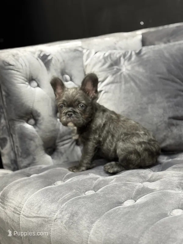 Rita  – French Bulldog puppy for sale in Houston, TX