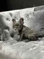 Rita , a female French Bulldog for sale in Houston, TX – 1 of 8