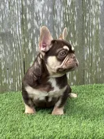 Nico, a male French Bulldog for sale in Houston, TX – 2 of 6