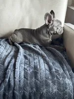 Holly , a female French Bulldog for sale in Houston, TX – 6 of 7