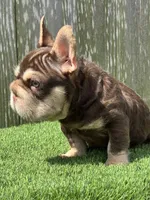 Luka, a male French Bulldog for sale in Houston, TX – 3 of 7
