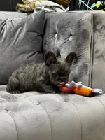 Rita , a female French Bulldog for sale in Houston, TX – 6 of 8