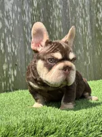 Luka, a male French Bulldog for sale in Houston, TX – 2 of 7