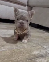 Chester , a male French Bulldog for sale in Houston, TX – 2 of 5