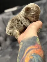 Chester , a male French Bulldog for sale in Houston, TX – Photo 2 of 5