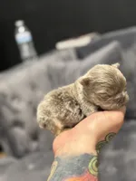 Chester , a male French Bulldog for sale in Houston, TX – Photo 3 of 5