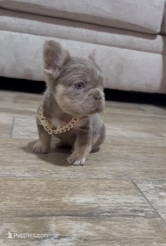 Chester  – French Bulldog puppy for sale in Houston, TX