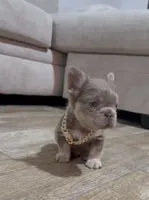 Chester , a male French Bulldog for sale in Houston, TX – 3 of 5