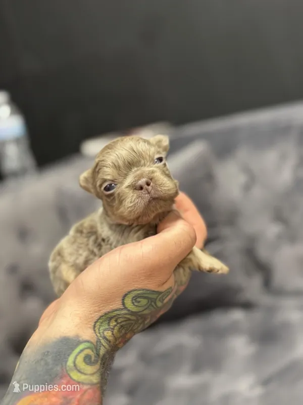 Chester  – French Bulldog puppy for sale in Houston, TX