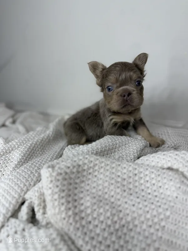 Chester  – French Bulldog puppy for sale in Houston, TX