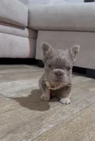 Chester , a male French Bulldog for sale in Houston, TX – 5 of 5
