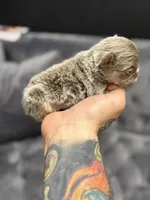 Chester , a male French Bulldog for sale in Houston, TX – Photo 5 of 5