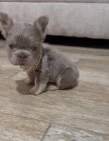 Chester , a male French Bulldog for sale in Houston, TX – 4 of 5