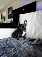 Spencer , a male French Bulldog for sale in Houston, TX – 4 of 7