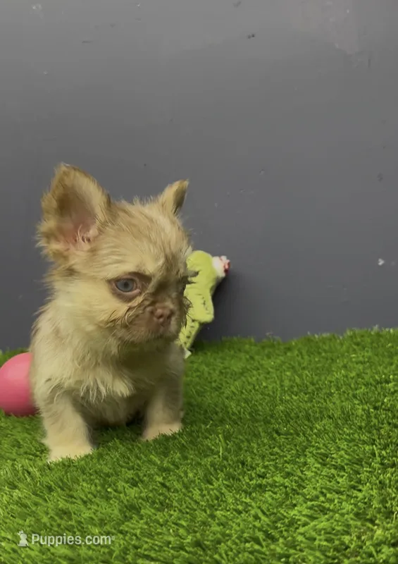 Harold – French Bulldog puppy for sale in Houston, TX