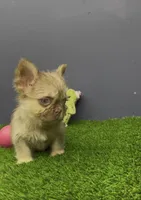 Harold, a male French Bulldog for sale in Houston, TX – 1 of 3