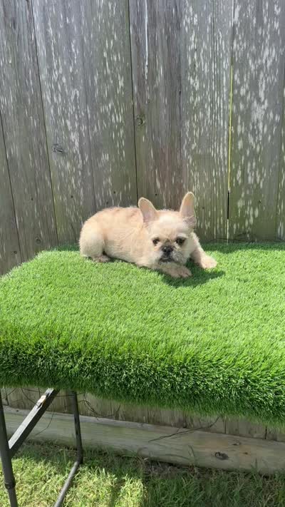 Henry, a male French Bulldog for sale in Houston, TX – 7 of 7
