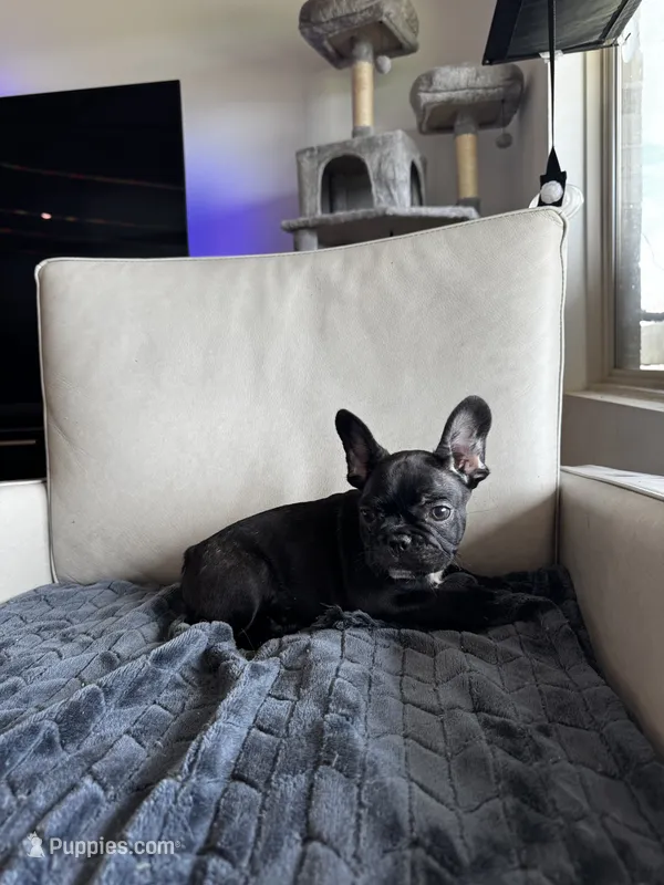 Spencer  – French Bulldog puppy for sale in Houston, TX