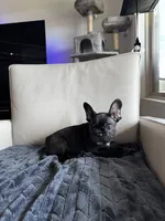 Spencer , a male French Bulldog for sale in Houston, TX – 1 of 7