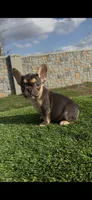 Luna, a female French Bulldog for sale in Houston, TX – Photo 2 of 3